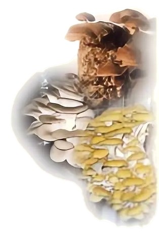 Blaak Specialty Mushrooms